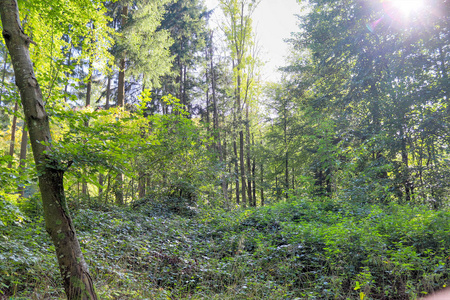 自然 环境 植物 福尔斯特 树干 全景图 森林 风景 苔藓