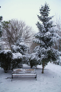 风景 旅行 阳光 圣诞节 降雪 场景 分支 森林 自然 环境