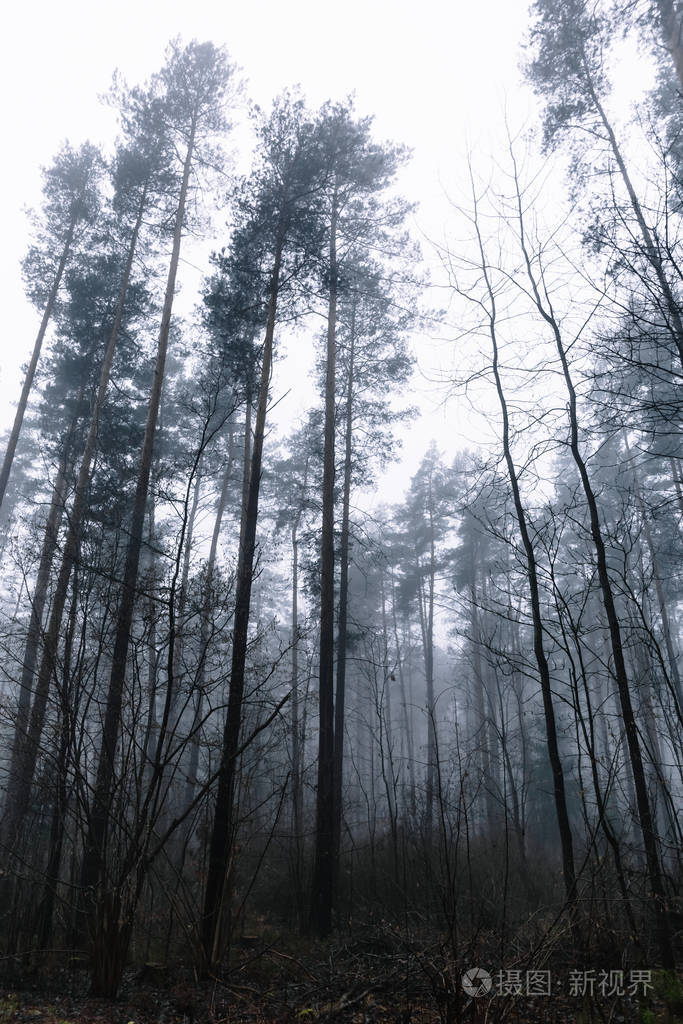 薄雾天树林中的松树顶在灰蒙蒙的天空中