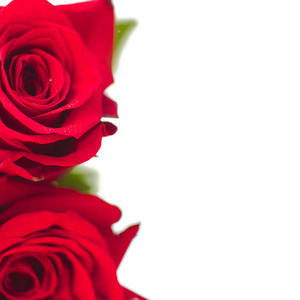 白色背景下花瓣上有水滴的红玫瑰。情人节背景，生日，婚礼。假日和礼物概念。复制空间
