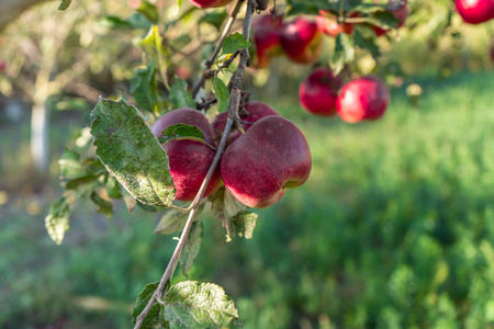 Apples on a branch 