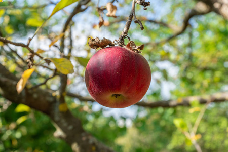 An apple on a tree 