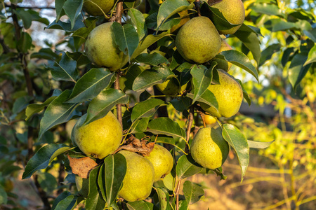 Pears on a tree 