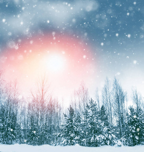  Frozen winter forest with snow covered trees.