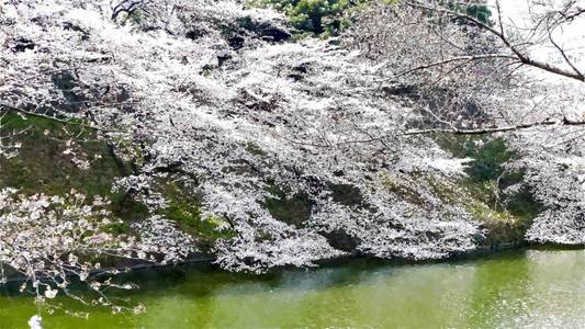 日本 东京 节日 开花 樱桃 花的 盛开 文化 天空 植物