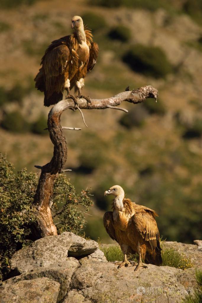 两只狮鹫一只坐在灰色的岩石上另一只坐在树枝上