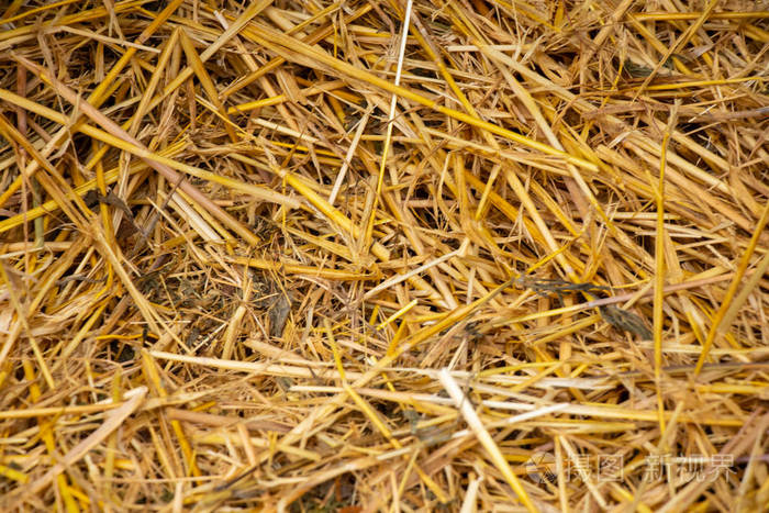 以黄色干稻草为背景