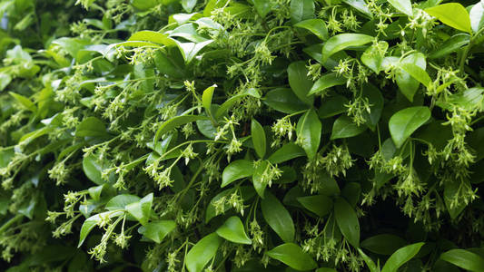 自然 颜色 森林 树叶 夏天 花园 纹理 春天 生长 植物学