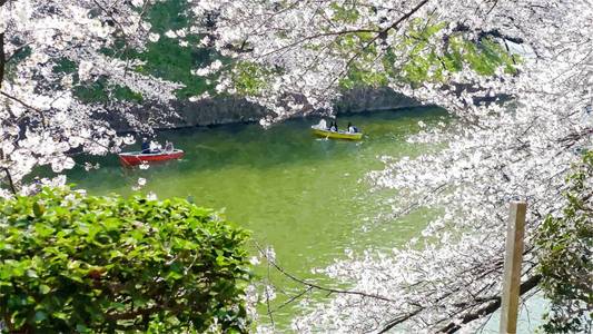 美丽的 樱桃 节日 浪漫的 目的地 旅行 花园 植物 东京