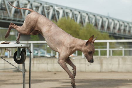 兰花繁殖跳犬品种秘鲁无毛狗(秘鲁印加兰花,h照片