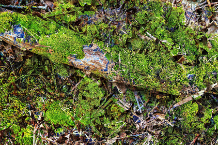 树皮 地板 植物 蚁丘 苔藓 香料 分支 自然 纹理 地面