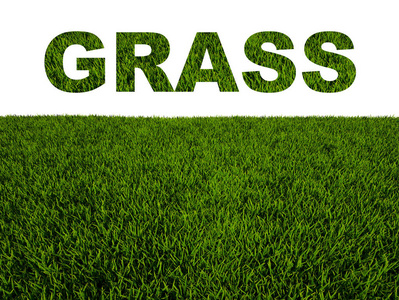 Grass 3D rendering on a white background  isolated 