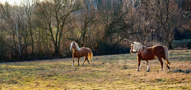 秋草上有两匹马的全景