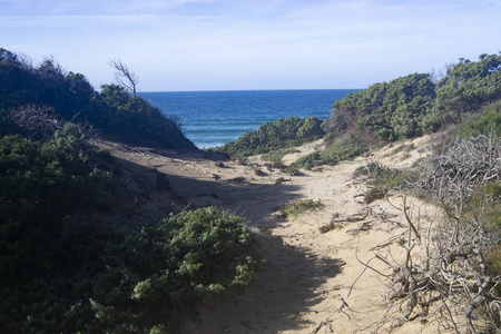海滩 海岸 沙丘 自然 撒丁岛 风景 旅游业