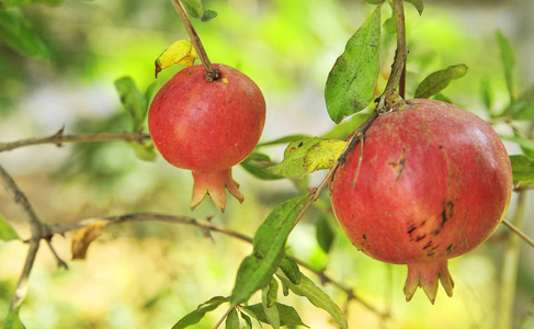 植物 果园 食物 收获 秋天 夏天 水果 农业 分支 自然