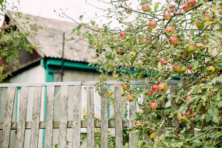 农舍小区围栏苹果树果实季节图片