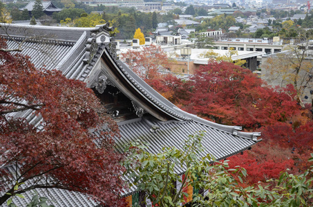 京都的仁济花园里五彩缤纷的秋叶，