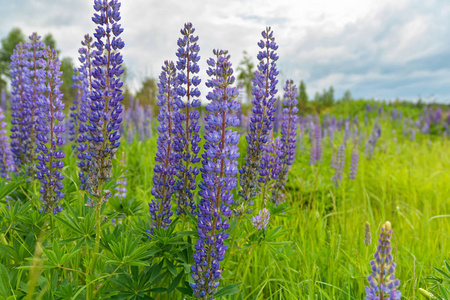 Blooming Lupins. 