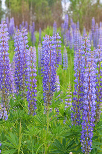 Blooming Lupins. 