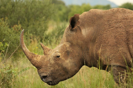 白犀牛或方唇犀牛的肖像.照片