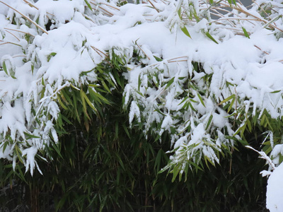 雪中竹子图片