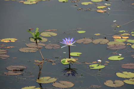 自然 反射 花园 树叶 百合花 池塘 睡莲 开花 植物 莲花