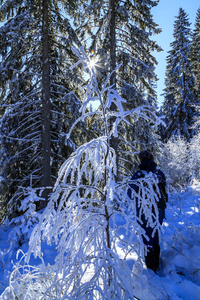 森林 冬天 自然 季节 美丽的 冷杉 风景 松木 场景 寒冷的