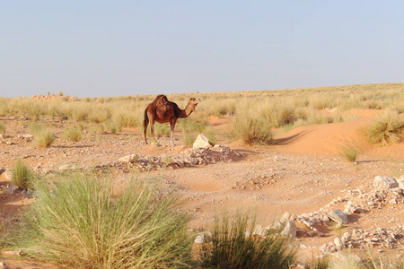 阿拉伯语 阿拉伯 荒野 骆驼 非洲 大篷车 哺乳动物 动物