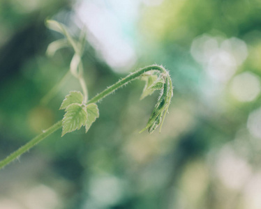 Green leaves with blur background 