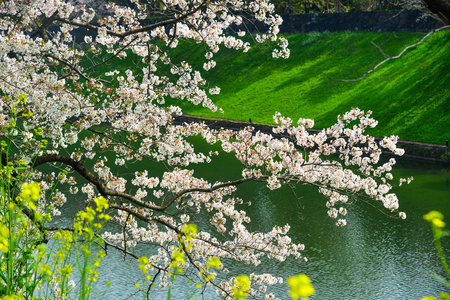 日本东京樱花盛开