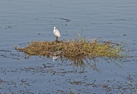 小白鹭站在河边沼泽地的芦苇上图片