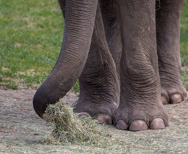 野生动物 动物 大象 皮肤 哺乳动物 脚趾 自然 特写镜头