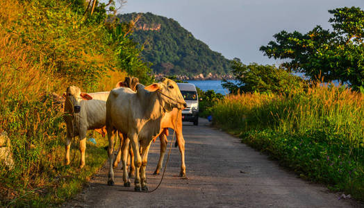 Yellow cows on rural road 