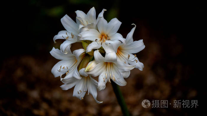 东方百合卡萨布兰卡自然界