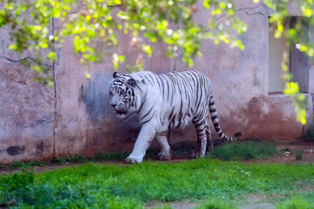 野生动物 孟加拉 哺乳动物 艾恩 动物群 毛皮 老虎 丛林