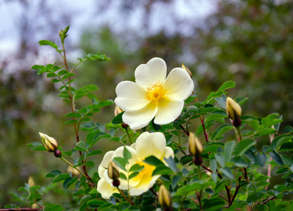 beautiful twig of roses with buds and yellow flowers 