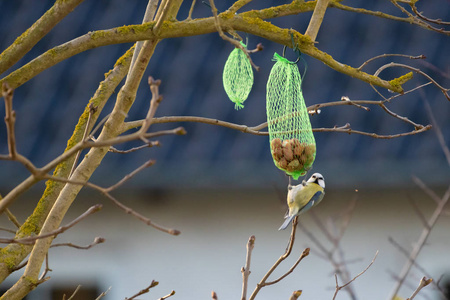 一只蓝色的小山雀从一袋鸟食中挑选食物照片