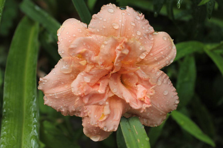 粉红色 自然 花的 植物 花园 花瓣 美女 黄花菜 夏天