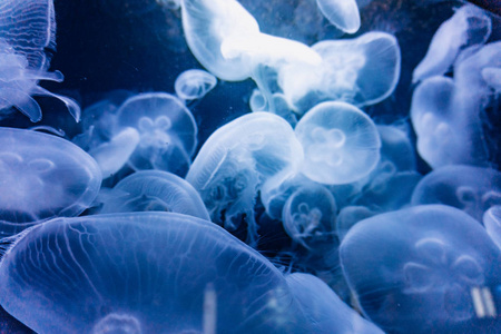 水母被蓝光照亮在水族馆里游泳。