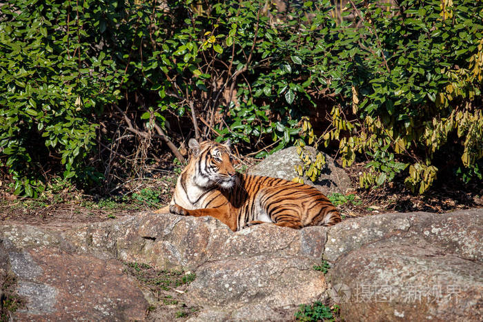 一只老虎坐在动物园的岩石上