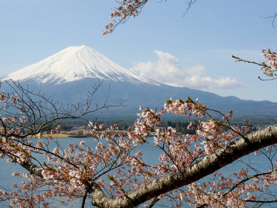 盛开的樱桃枝和川口富士山图片