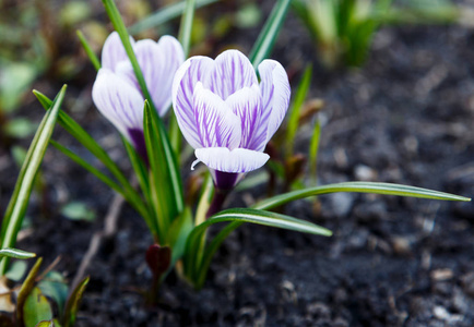 番红花 自然 天空 植物区系 紫罗兰 复活节 花的 草地