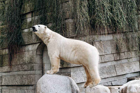 动物园里的北极熊。大白熊。