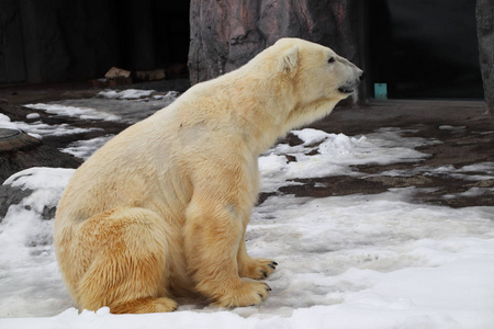 阿拉斯加 动物 捕食者 寒冷的 野生动物 冬天 食肉动物