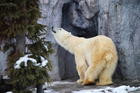 野生动物 岩石 哺乳动物 野兽 毛皮 自然 动物园 冬天