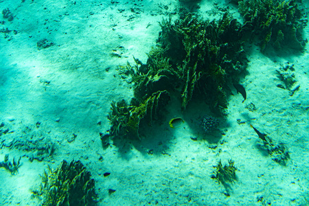 潜水员 美丽的 珊瑚 野生动物 水族馆 加勒比 盐水 水肺