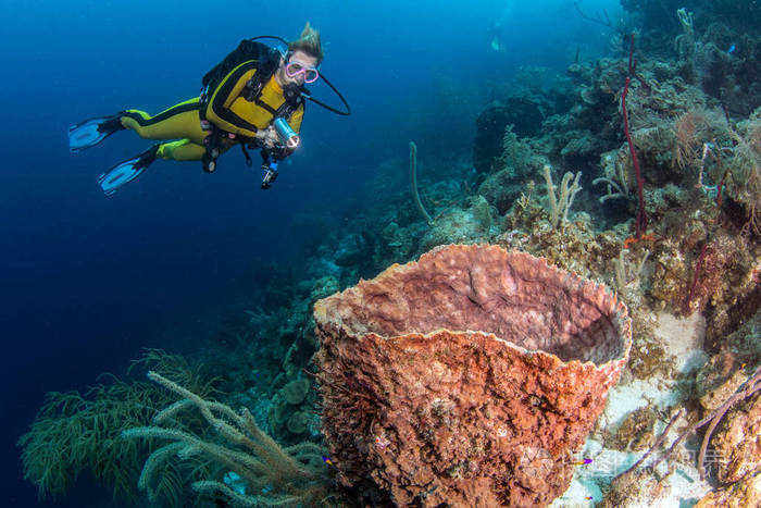 伯利兹蓝洞潜水