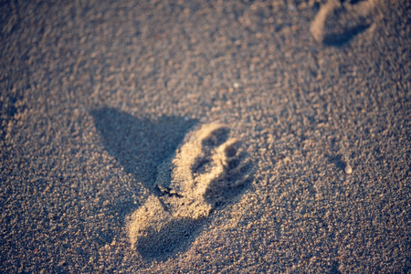 Sand beach foot print on the beach, Travel concept. Retro color 