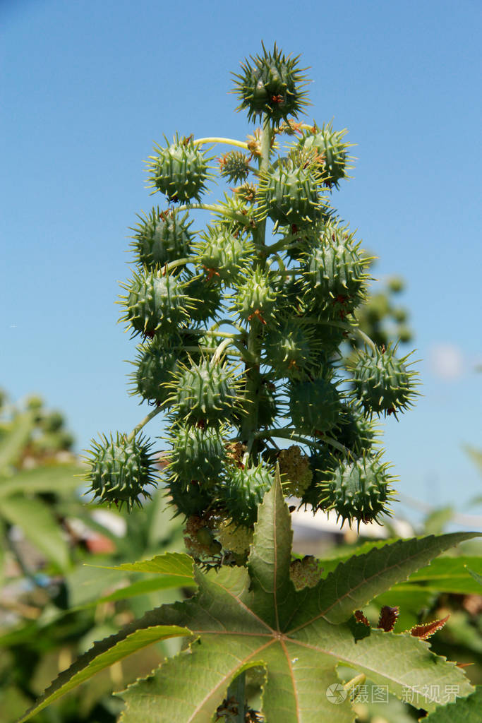蓖麻豆生物柴油种植园