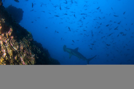 哥斯达黎加科科斯岛的锤头鲨